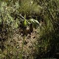 Fritillaria-biflora-chocolate-lily-Pt-Mugu-2010-02-13-IMG_3772.jpg