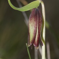 Fritillaria-biflora-chocolate-lily-young-flower-Waterfall-trail-Pt-Mugu-2013-02-01-IMG 7300