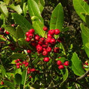 Heteromeles-arbutifolia-christmasberry-La-Jolla-waterfall-trail-2011-02-01-IMG 6951