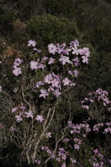 Leptodactylon-californicum-prickly-phlox-Pt-Mugu-2010-02-13-CRW 8424