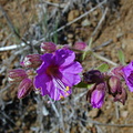 Phacelia-grandiflora-fl2-2003-02