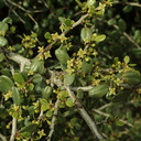 Rhamnus-crocea-redberry-Pt-Mugu-2010-01-24-IMG 3683