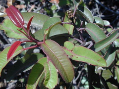 Rhus-laurina-red growth2-2003-01-30
