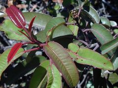 Rhus-laurina-red growth2-2003-02-04
