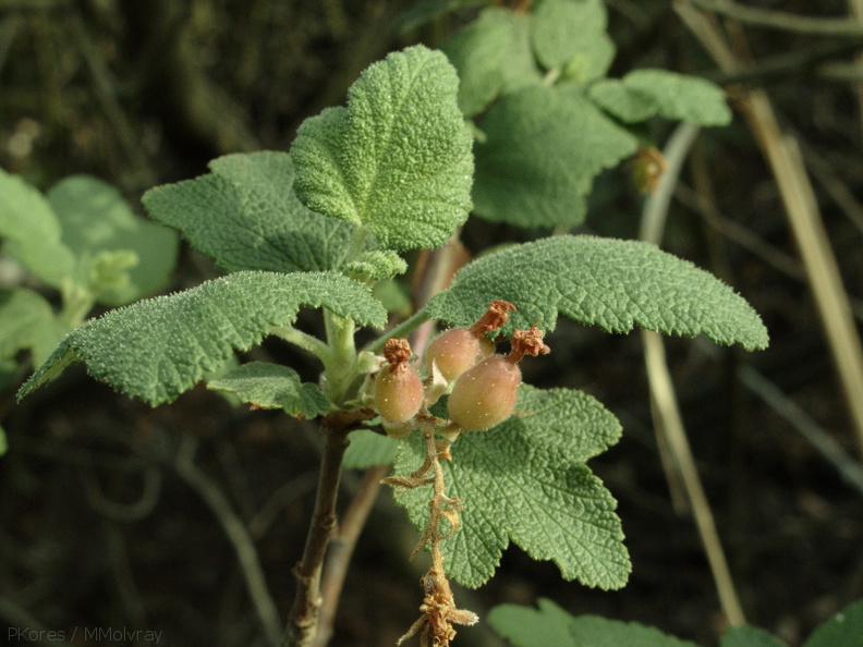 Ribes-malvaceum-chaparral-currant-Pt-Mugu-2010-01-31-IMG_3689.jpg