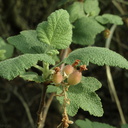 Ribes-malvaceum-chaparral-currant-Pt-Mugu-2010-01-31-IMG 3689