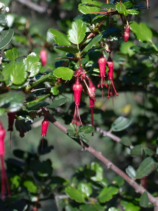 Ribes-speciosum-fuchsia-flowered-gooseberry-La-Jolla-waterfall-trail-2011-02-01-IMG 1678