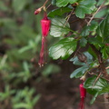 Ribes-speciosum-fuchsia-flowered-gooseberry-Waterfall-trail-Pt-Mugu-2013-02-01-IMG_3416.jpg