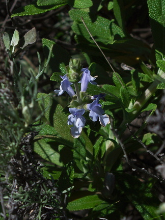 Salvia-mellifera-black-sage-first-bloom-Chumash-Pt-Mugu-2013-02-03-IMG 3474