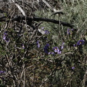 Solanum-xanti-purple-nightshade-Pt-Mugu-2010-02-13-IMG 3808