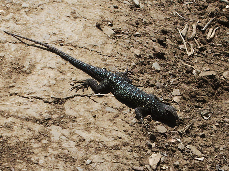 Western-fence-lizard-Sceleporus-occidentalis-in-territorial-mode-Chumash-Pt-Mugu-2013-02-06-IMG_3501.jpg
