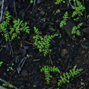 ferns-after-rain-2008-02-07-img 6016