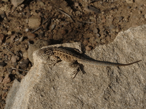 lizard-Uta-stansburiana-Pt-Mugu-2010-02-13-IMG 3830