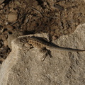 lizard-Uta-stansburiana-Pt-Mugu-2010-02-13-IMG 3830