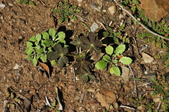 lupine-phacelia-erodium-seedlings-after-rain-2008-02-07-img 5977