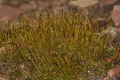 moss-sporophytes-Waterfall-Trail-Pt-Mugu-2013-02-01-IMG 7317