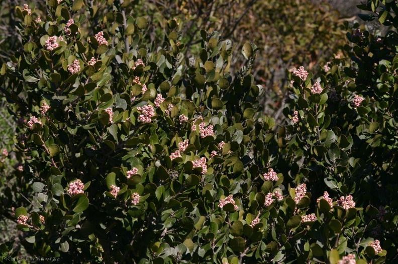 rhus-integrifolia-lemonadeberry-2008-02-07-img_5979.jpg