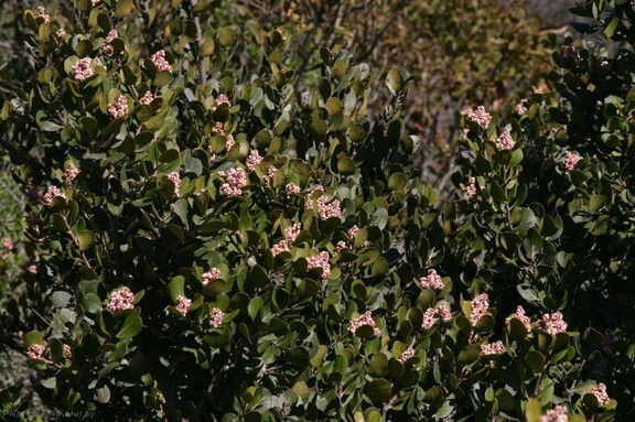 rhus-integrifolia-lemonadeberry-2008-02-07-img 5979