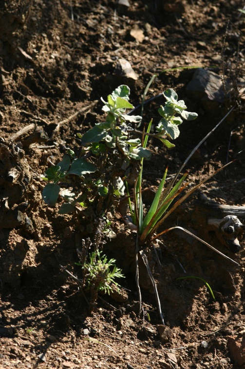yucca-seedling-buckwheat-after-rain-2008-02-07-img 6005