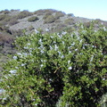 Ceanthus spinosus habit2-2003-02-14