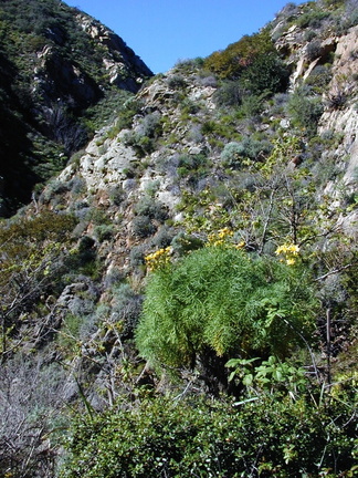 Coreopsis gigantea view1-2003-02-14