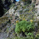 Coreopsis gigantea view1-2003-02-14
