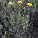 Eriophyllum confertiflorum pl1-2003-03-06