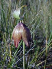Fritillaria biflora fl3-2003-02-21