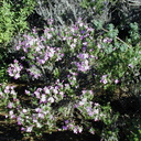 Leptodactylon-californicum-habit-2003-02-14