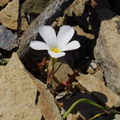 Linanthus-dianthiflorus-ground-pink-white-flowered-Chumash-2013-03-10-IMG 0286