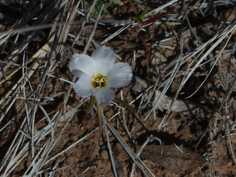 Linanthus-dianthiflorus-ground-pink-white-flowered-Pt-Mugu-2013-03-11-IMG_7580.jpg