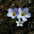 Linanthus dianthiflorus fl5-2003-02-21