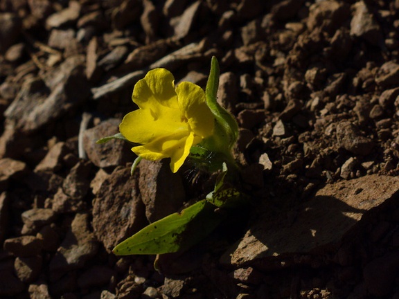 Mimulus-brevipes-widethroated-yellow-monkeyflower-Pt-Mugu-2013-03-11-IMG 0300