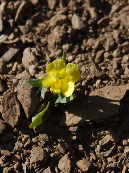 Mimulus-brevipes-widethroated-yellow-monkeyflower-Pt-Mugu-2013-03-11-IMG_7574.jpg