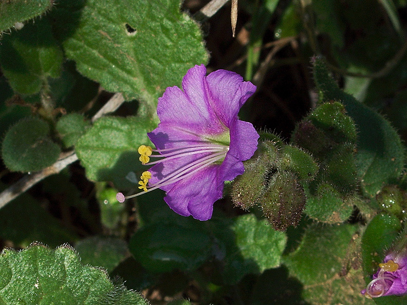 Mirabilis-californica-wishbone-plant-Pt-Mugu-2011-02-15-IMG_7111.jpg