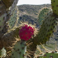 Opuntia-littoralis-with-very-red-fruit-Chumash-2013-02-27-IMG 0058