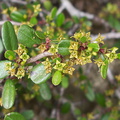 Rhamnus-crocea-redberry-flowers-Pt-Mugu-2011-02-15-IMG 7087