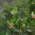 Rhus-integrifolia-lemonadeberry-Pt-Mugu-2011-02-15-IMG_7083.jpg