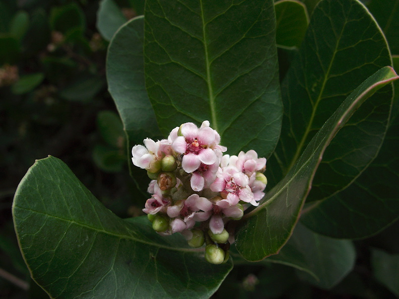 Rhus-integrifolia-lemonadeberry-Pt-Mugu-2011-02-15-IMG_7085.jpg