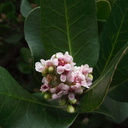 Rhus-integrifolia-lemonadeberry-Pt-Mugu-2011-02-15-IMG 7085