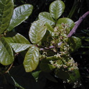 Rhus-toxicodendron-poison oak1-2003-02-21