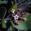 Rhus integrifolia fl1-2003-02-21