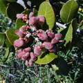 Rhus integrifolia fr-2003-02-21