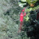 Ribes-speciosum-fl5-2003-02-14