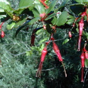 Ribes-speciosum-fls2-2003-02-14