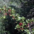 Ribes-speciosum-pl-2003-02-14