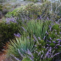 Trichostema chamise yucca-2003-02-14