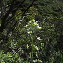 Zigadenus-fremontii-star-lily-Pt-Mugu-2010-03-12-IMG 3881