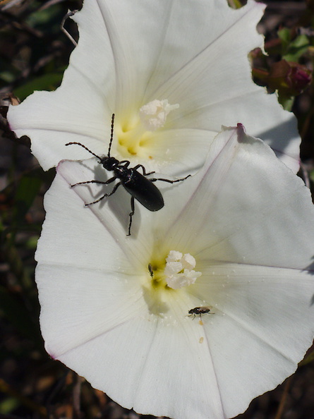black-beetle-on-field-bindweed-Convolvulus-arvensis-Chumash-2013-03-10-IMG 0294