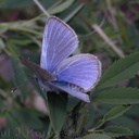 butterfly-blue-coastal-CA-2004-03-21